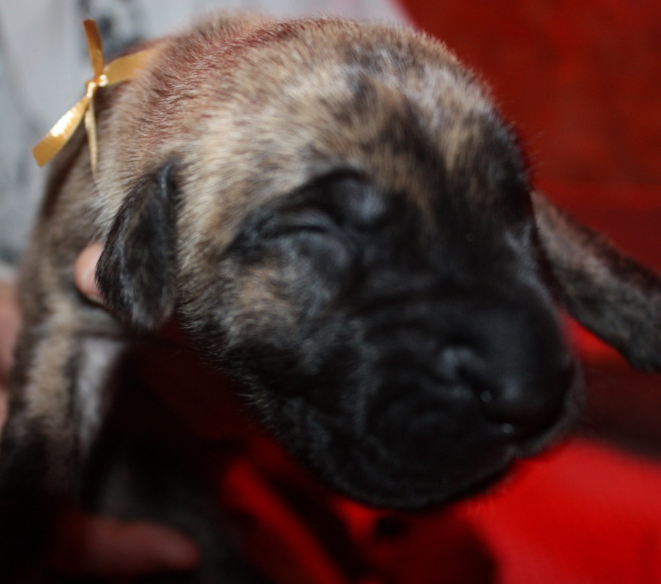1 Week – ValbyDane Great Danes.